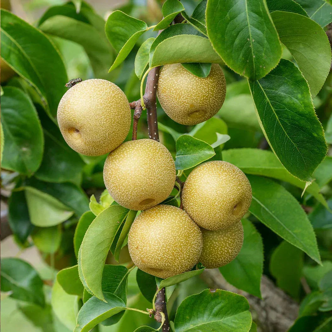 10 Asian Round Pear Tree Cuttings – Pyrus pyrifolia Scion Wood for Rooting & Grafting