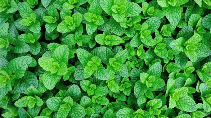 Organic Jiaogulan Cuttings - Unrooted Live Herb for Tea, Herbal Medicine, Gynostemma pentaphyllum, Immortality Herb