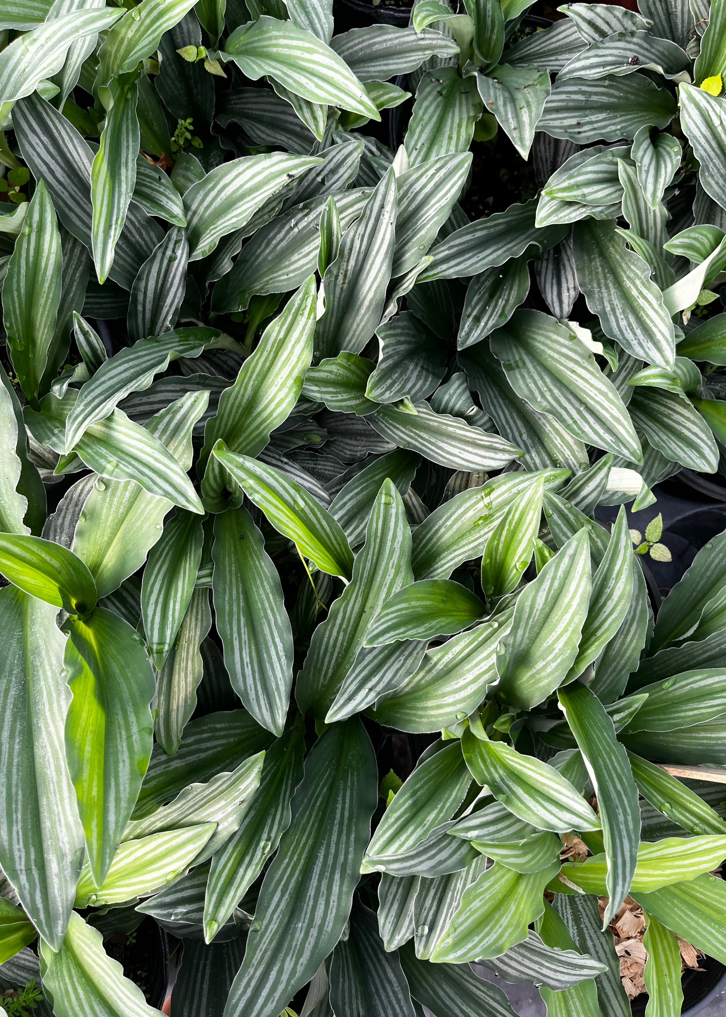 Dwarf Peacock Ginger Plant - Silver Striped Kaempferia angustifolia - Culinary & Medicinal Groundcover