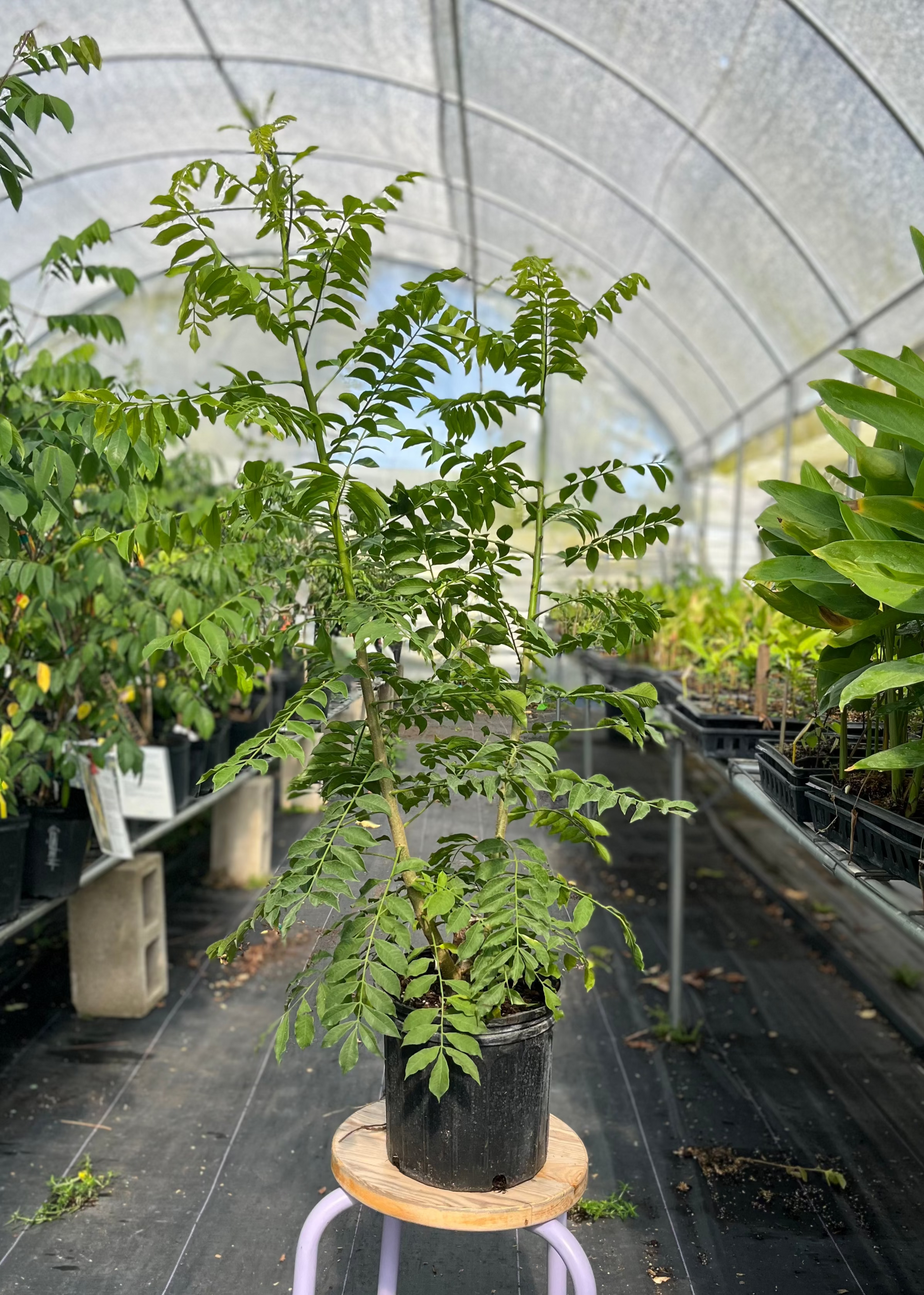 Yellow Jocote Fruit Tree, Edible Small Fruits, Tropical Spondias Mombin