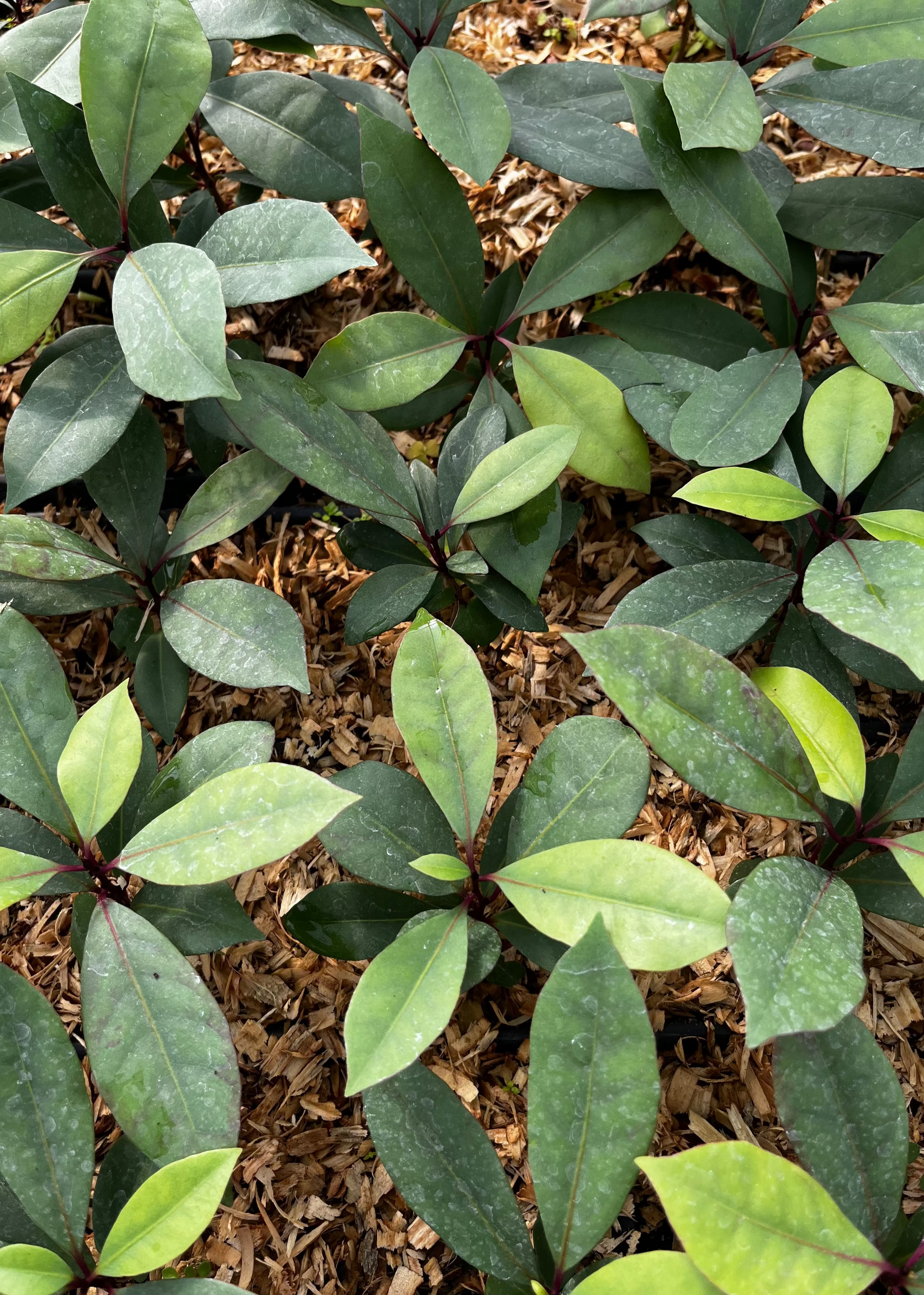 Rare Tropical Tree with Edible Leaves - Neea psychotrioides, Salat Tree, Ornamental & Culinary Green