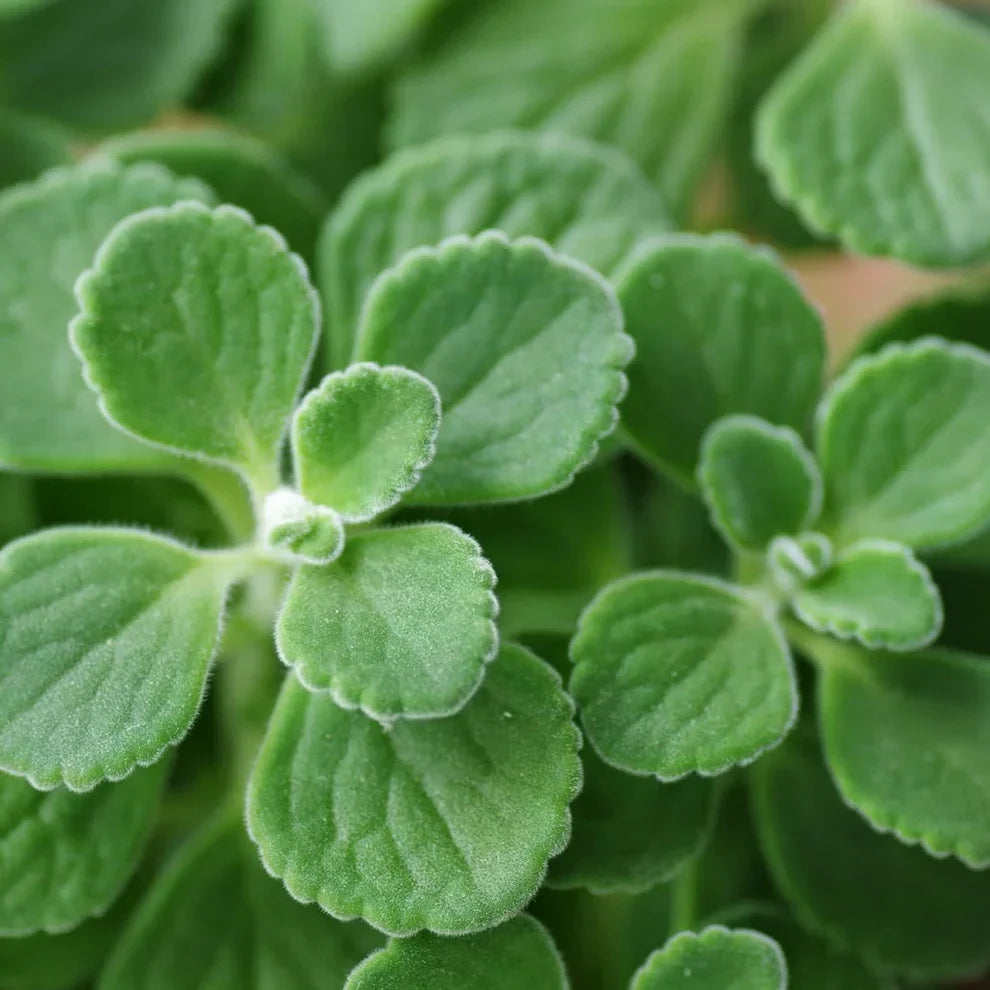 Vicks Plant Starter Plants | Plectranthus tomentosa | Aromatic Medicinal Herb for Respiratory Support | Indoor Houseplant