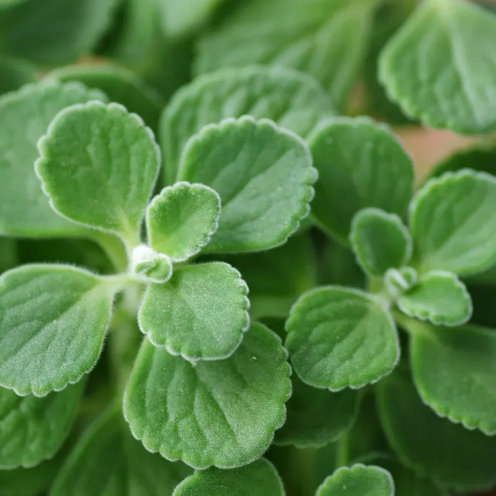 2 Vicks Plant Starter Plants | Plectranthus tomentosa | Aromatic Medicinal Indoor Herb