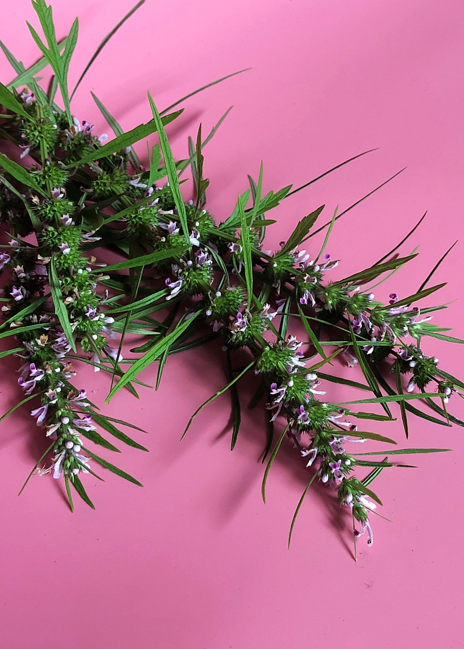 Siberian Motherwort Herb Plant with Purple Flowers, Medicinal and Ornamental, Leonurus sibiricus
