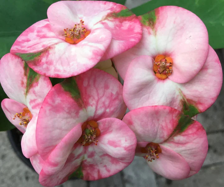 Rainbow Crown of Thorns Cutting | Euphorbia milii Thai Hybrid | Colorful Succulent with Multicolor Blooms | Houseplant Start