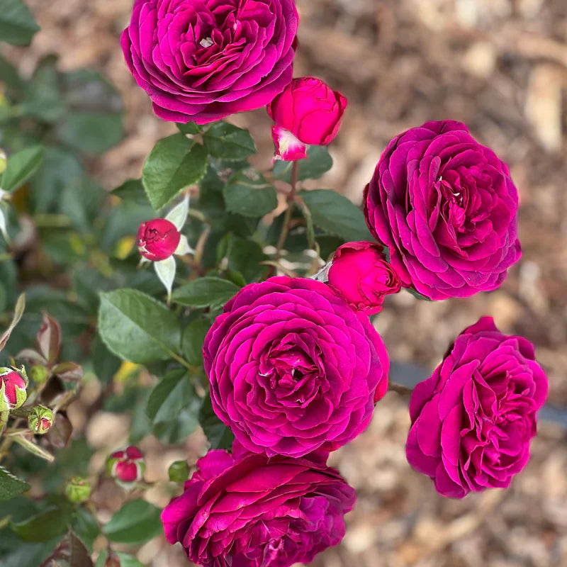Super Rare Celestial Night Rose Cuttings – Deep Purple Rosa ‘Celestial Night’ for Rooting & Grafting, Unrooted