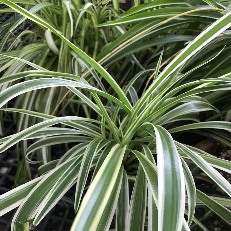 Reverse Variegated Spider Plant Cuttings – Live Chlorophytum comosum for Indoor Hanging Baskets and Pots