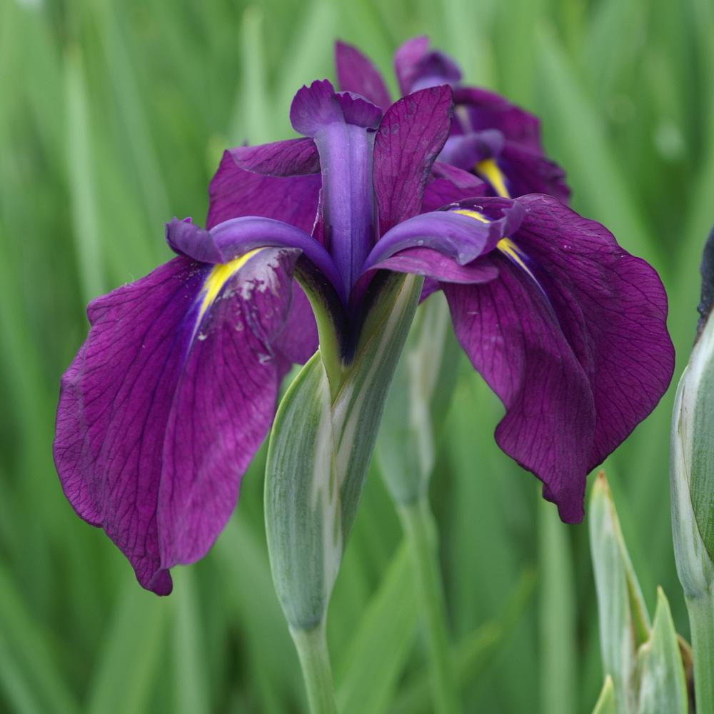 Live Japanese Iris Kaempferi Variegata | Variegated Hardy Aquatic Marginal Pond Plant Bareroot