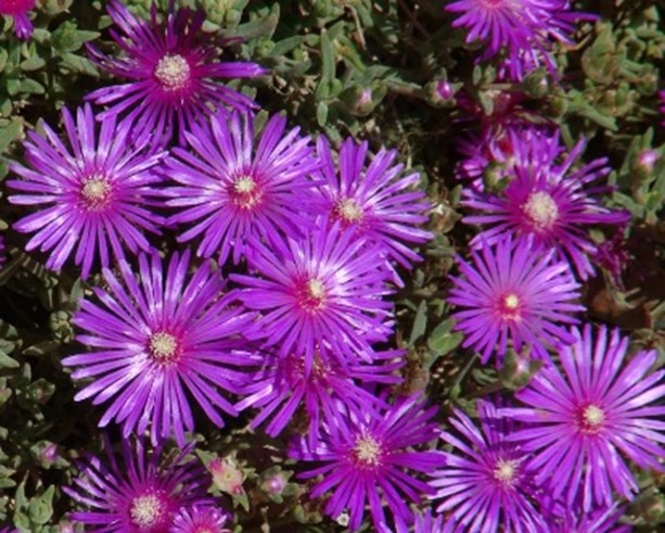 Creeping Ice Plant Cuttings 10 Pack | Purple Pink Ground Cover | Drought Tolerant Succulent | Delosperma/Mesembryanthemum