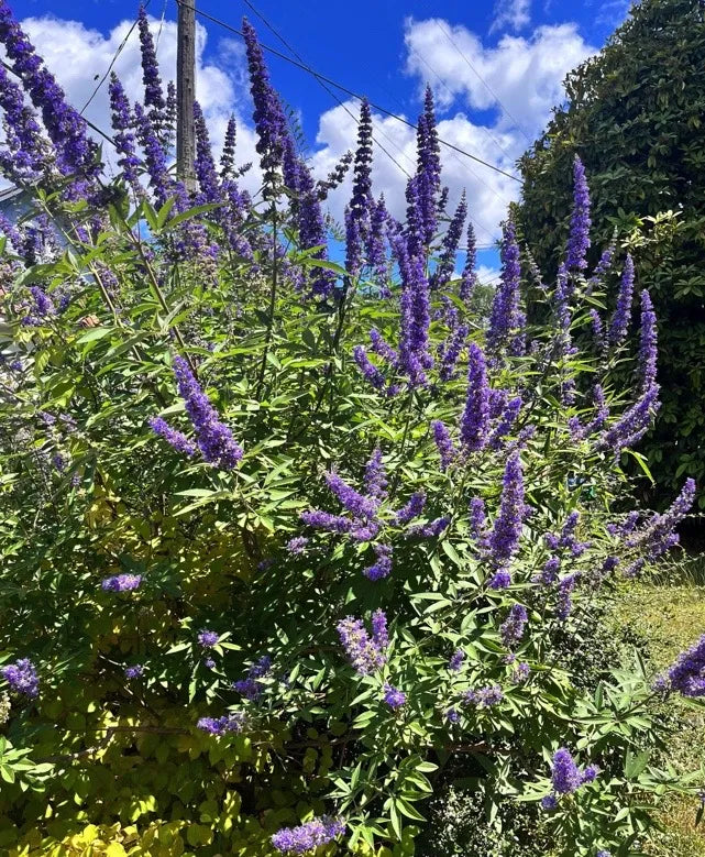 Unrooted Vitex agnus-castus Cuttings – Blue Flowering Shrub for Garden, Landscape, or Ornamental Use