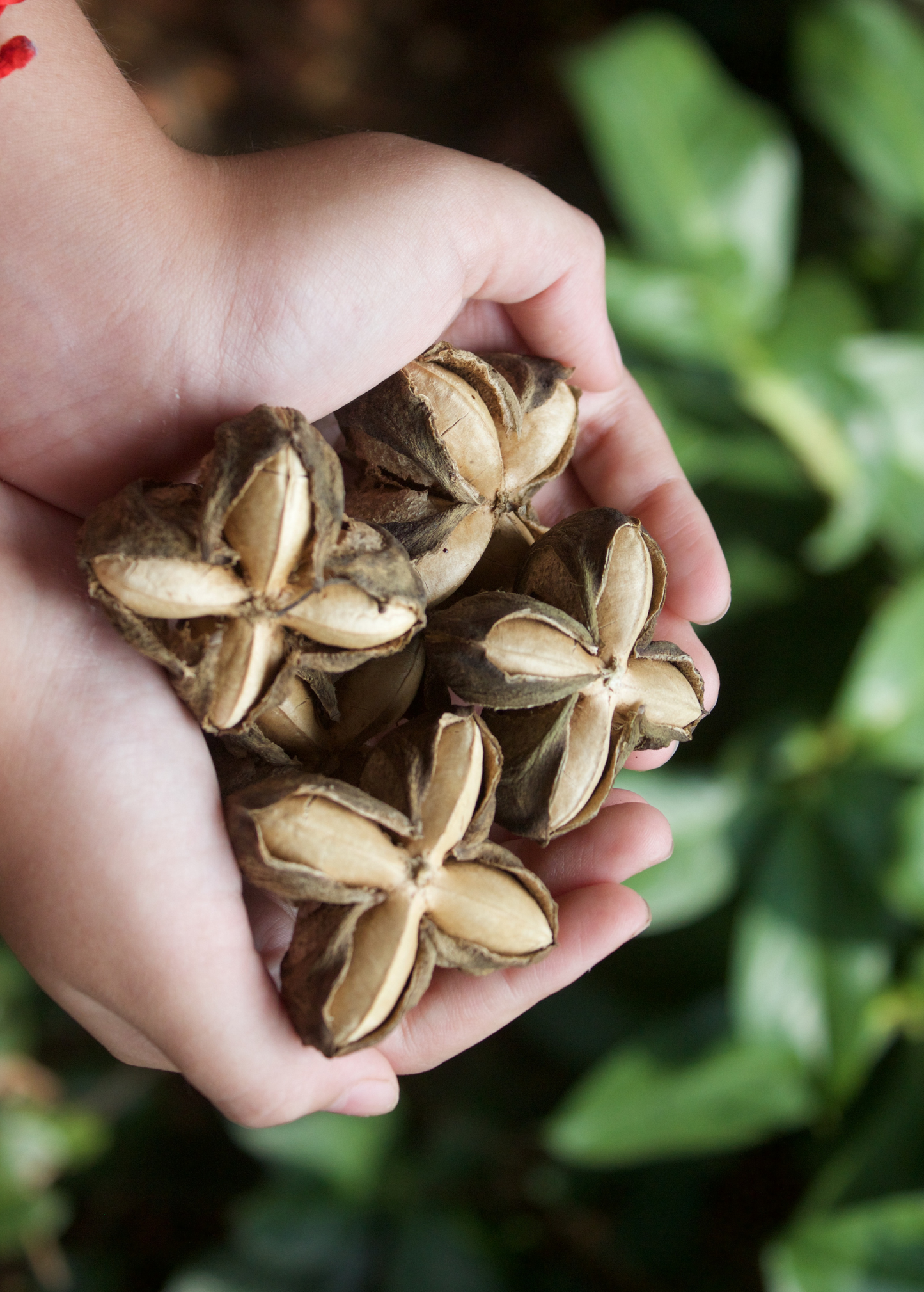 Inca Peanut Seeds Organic Sacha Inchi Nut Superfood Omega-3 Plant-Based Protein