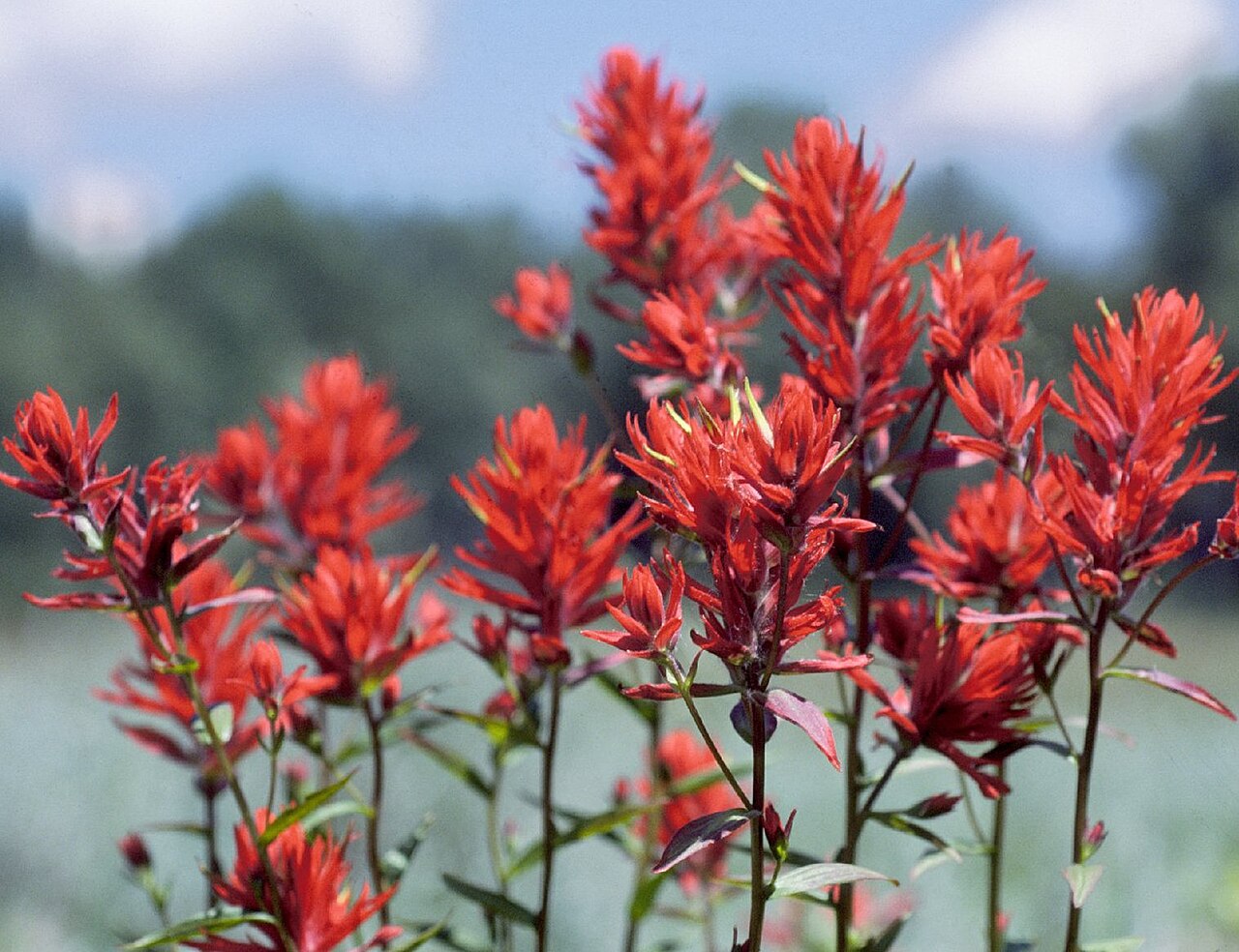 Castilleja Linariifolia Seeds 50 Wyoming Indian Paintbrush Native Wildflower Pollinator Plant