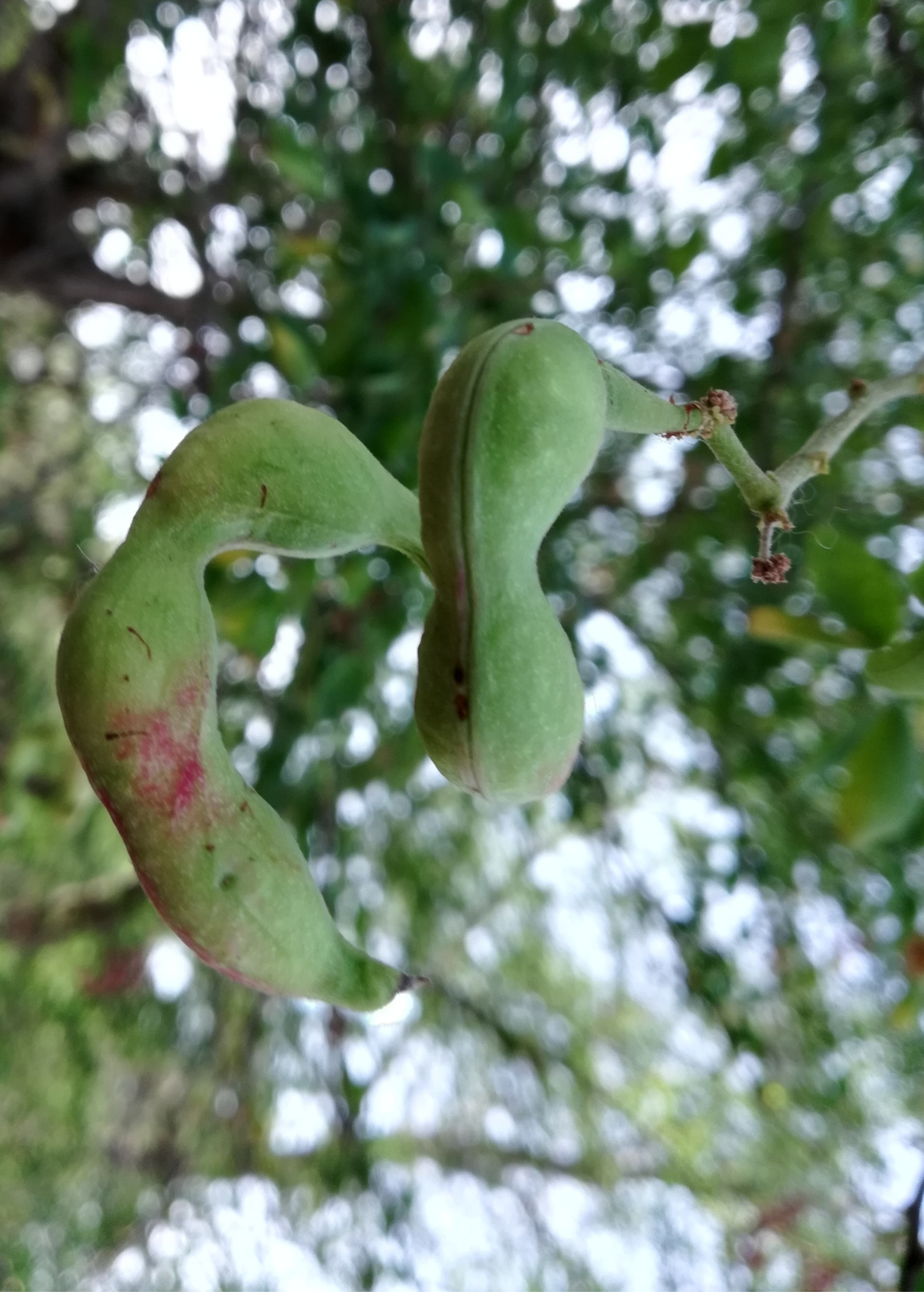 Inga Acu Tree, Tropical Evergreen, Edible Fruit, Fabaceae, Native to Amazon, Fast-Growing, Nitrogen-Fixing, White Aril Fruit