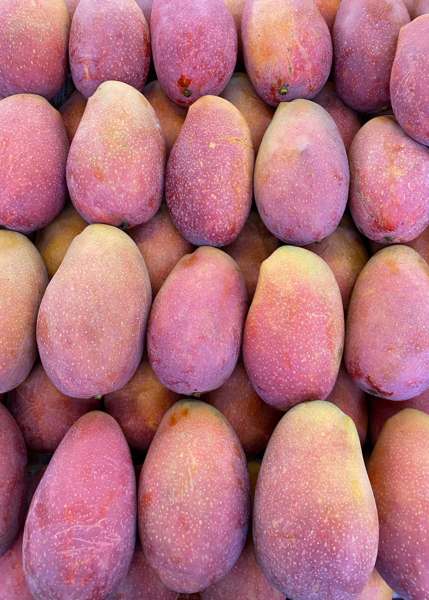 Rare Mango Tree Bundle Mahachanook & Egg of the Sun Grafted Fruiting Mango Trees