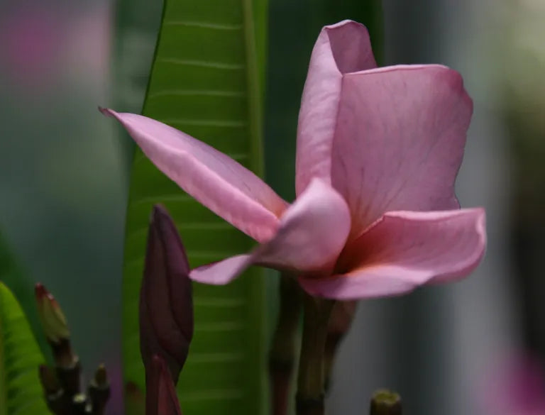 Purple Plumeria Live Plant Rooted from Seed | 3-Inch Pot | Fragrant Tropical Flower Tree | Rare Purple Blooms