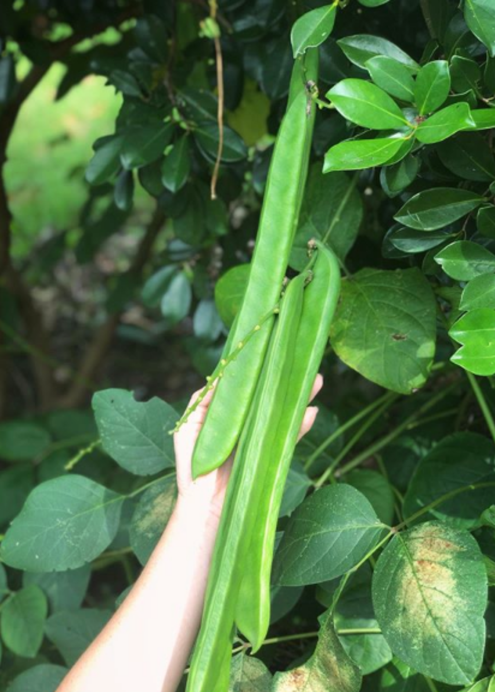 Jackbean Seeds - Climbing Legume with Pink, Purple, White Flowers - Canavalia ensiformis