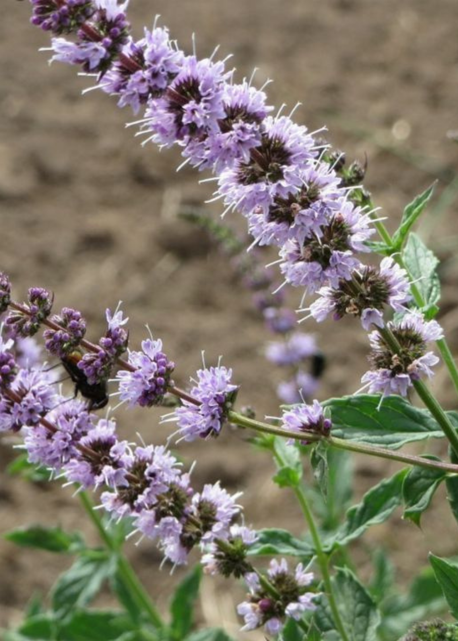 Japanese Catnip Herb Plant – Schizonepeta Tenuifolia, Medicinal Herb with Fragrant Purple Flowers, Traditional Herbal Remedy