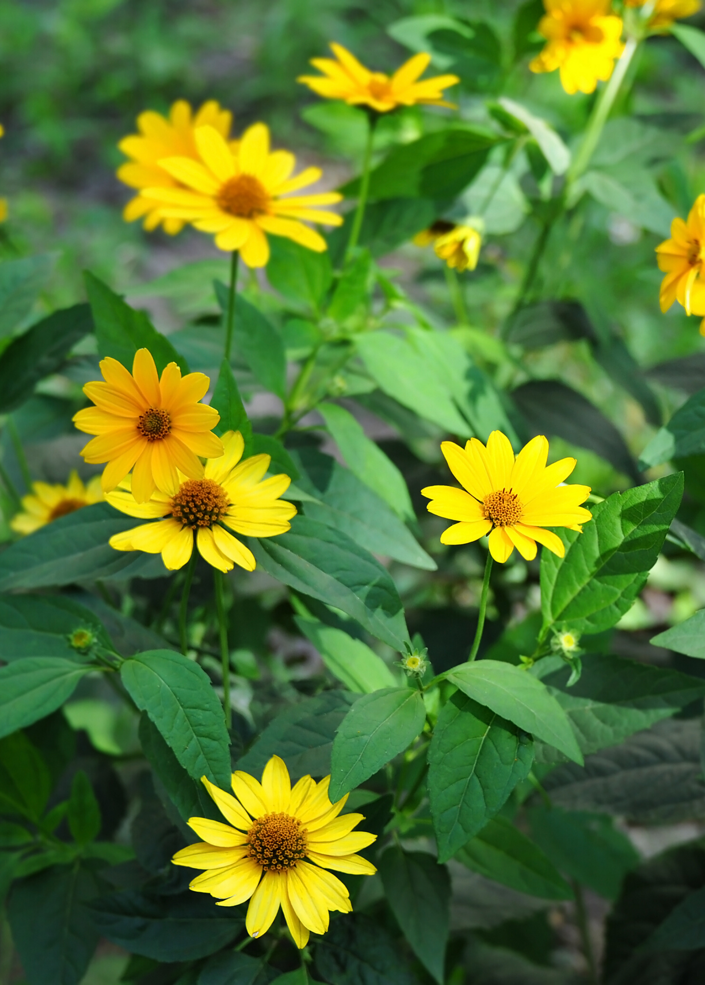 Jerusalem Artichoke Tubers - Edible Sunchoke Root Vegetable - Helianthus tuberosus, Nutritious Root Crop