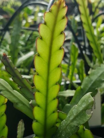 Lepismium cruciformes Cuttings - 4x4 Inch White Blooms Epiphytic Cactus - Rare Indoor Plant Gifting