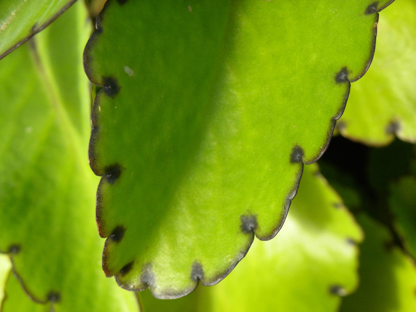 Kalanchoe pinnata Live Plant – 2" Organic Starter Leaf of Life Medicinal Succulent Indoor Garden