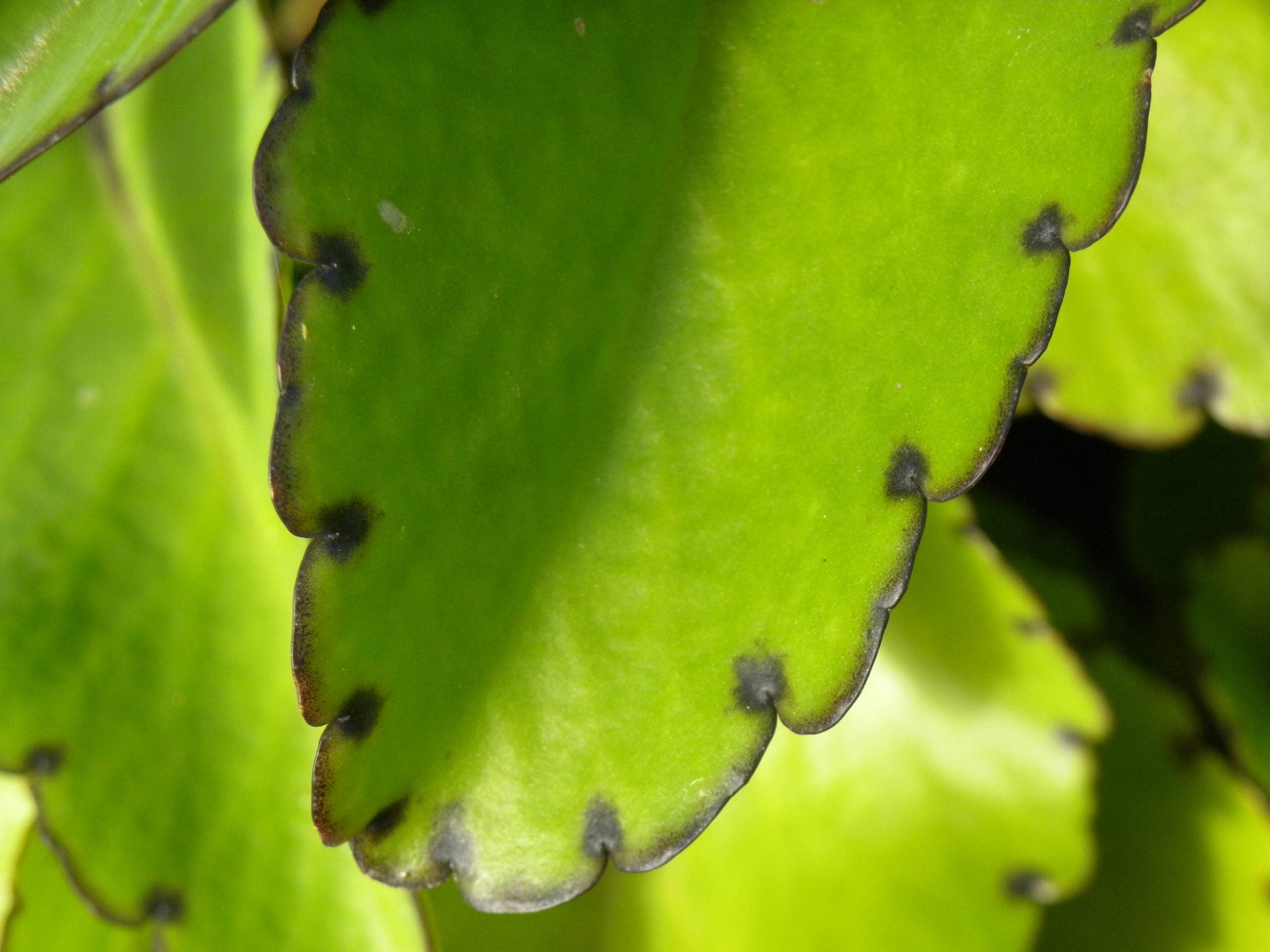 Kalanchoe pinnata Live Plant – 2" Organic Starter Leaf of Life Medicinal Succulent Indoor Garden