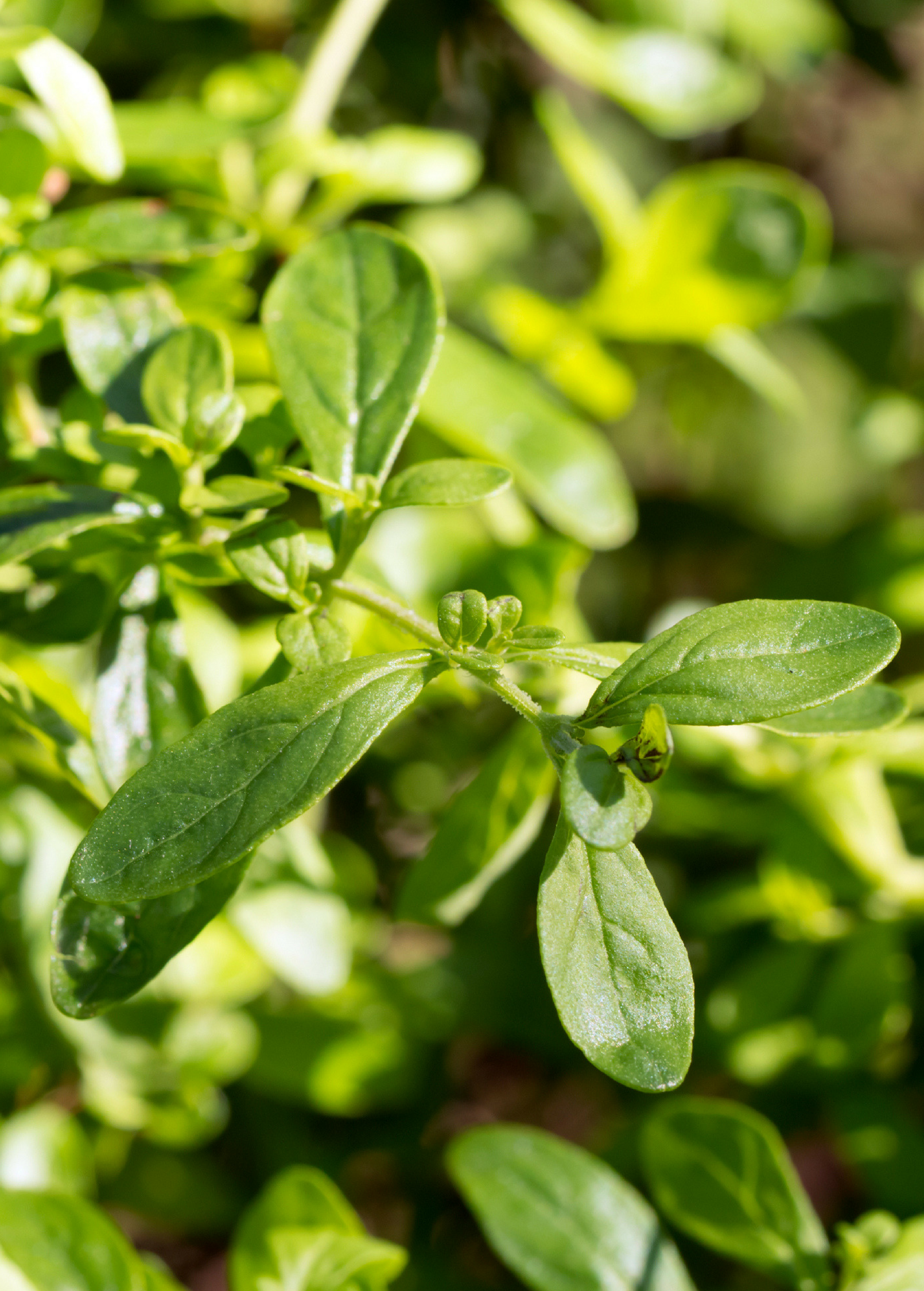 Jamaican Mint Tree, Kama Sutra Mint, Satureja viminea, Fragrant Tropical Shrub, Indoor or Outdoor Plant