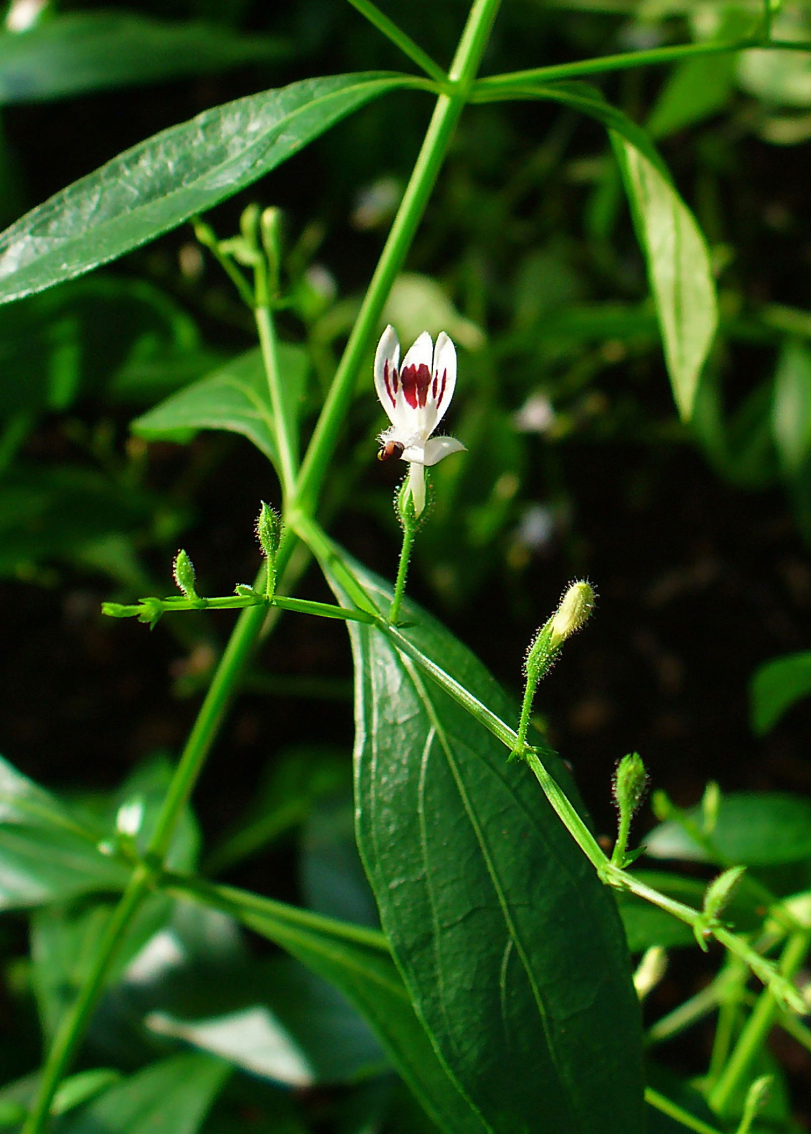 King of Bitters Herb Plant, 1-3 ft, Andrographis paniculata, Medicinal Herb, Immunity Booster, Sri Lanka & India