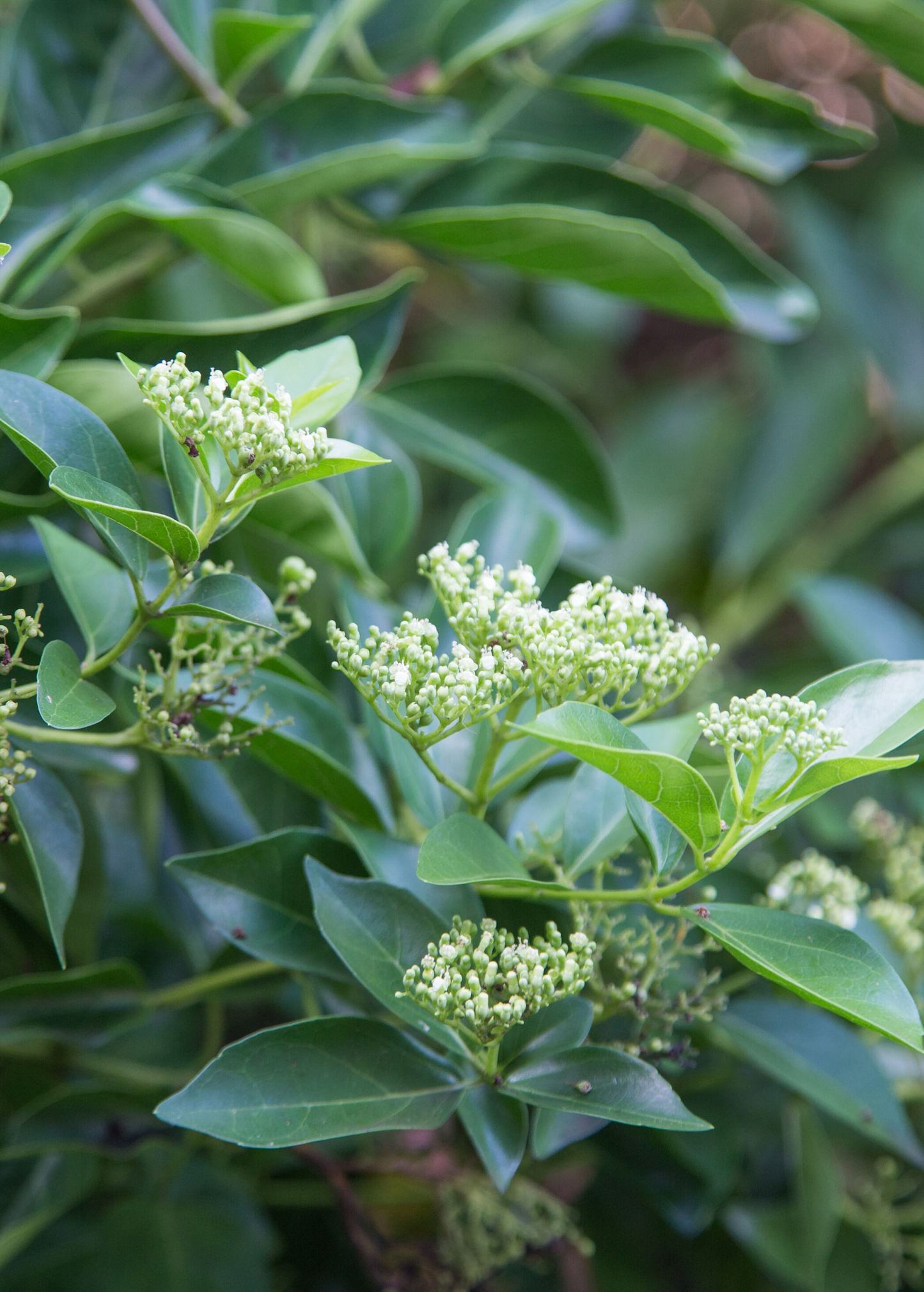 Premna serratifolia La Cach Medicinal Shrub Aromatic Coastal Plant for Traditional Medicine & Culinary Use