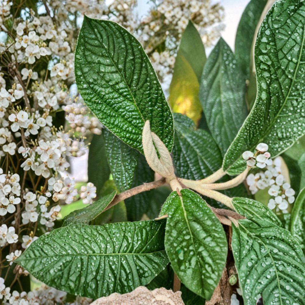 Live Rooted Leatherleaf Viburnum Plant 1-2 ft in 2-Gallon Pot Viburnum rhytidophyllum for Bonsai & Garden