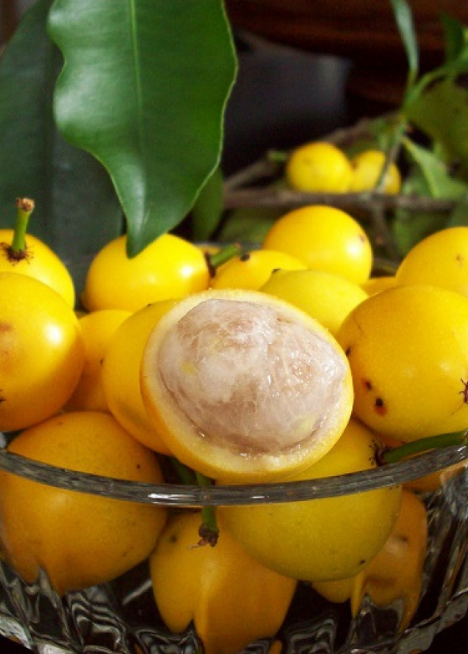 Lemon Drop Mangosteen Fruit Tree | Garcinia intermedia | Tropical Edible Plant | Rare South American Fruit Tree