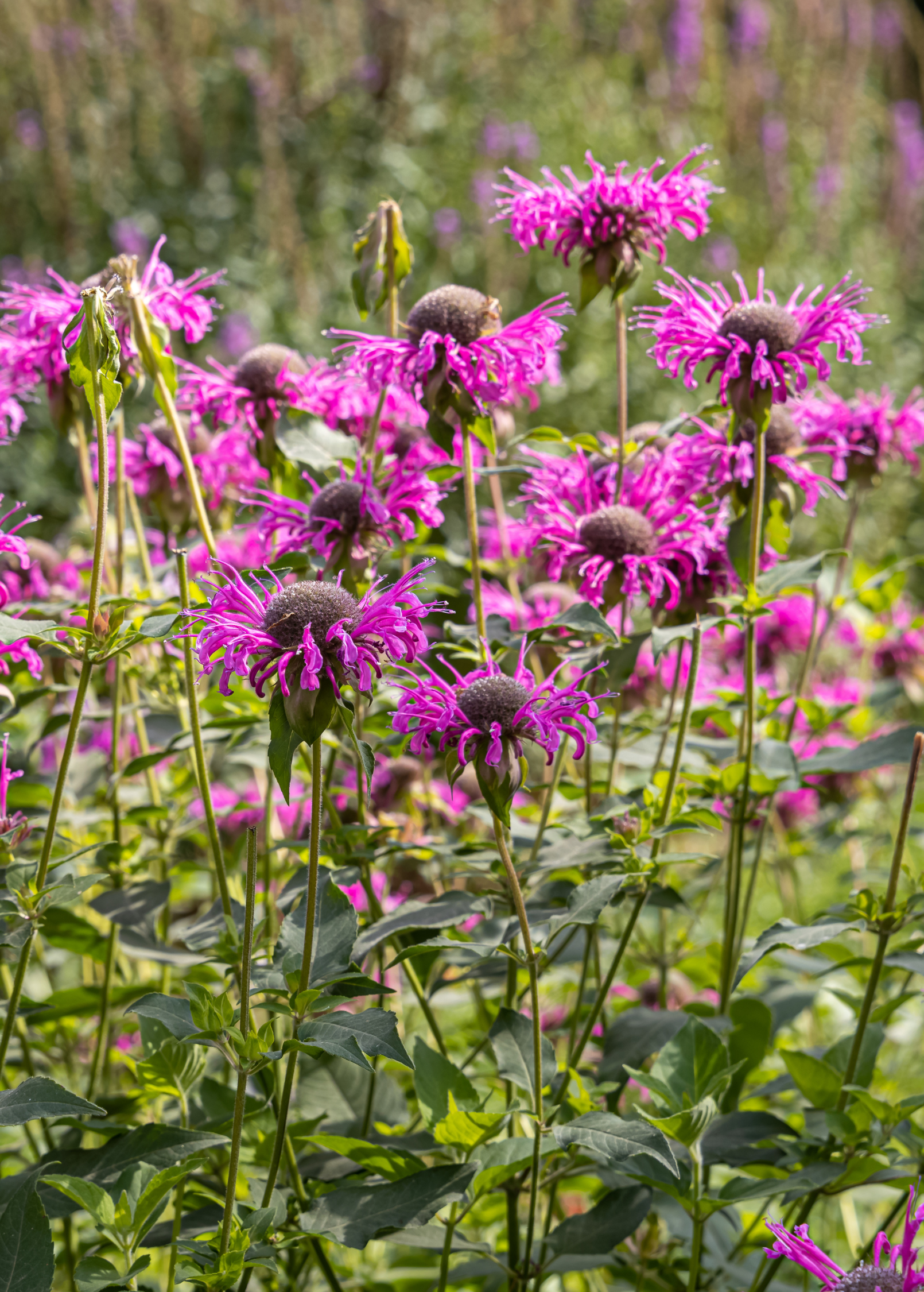 Bergamot 'Sweet Leaf' Herb Plant, Monarda fistulosa, Aromatic Medicinal & Culinary Herb, Pollinator Attracting Perennial