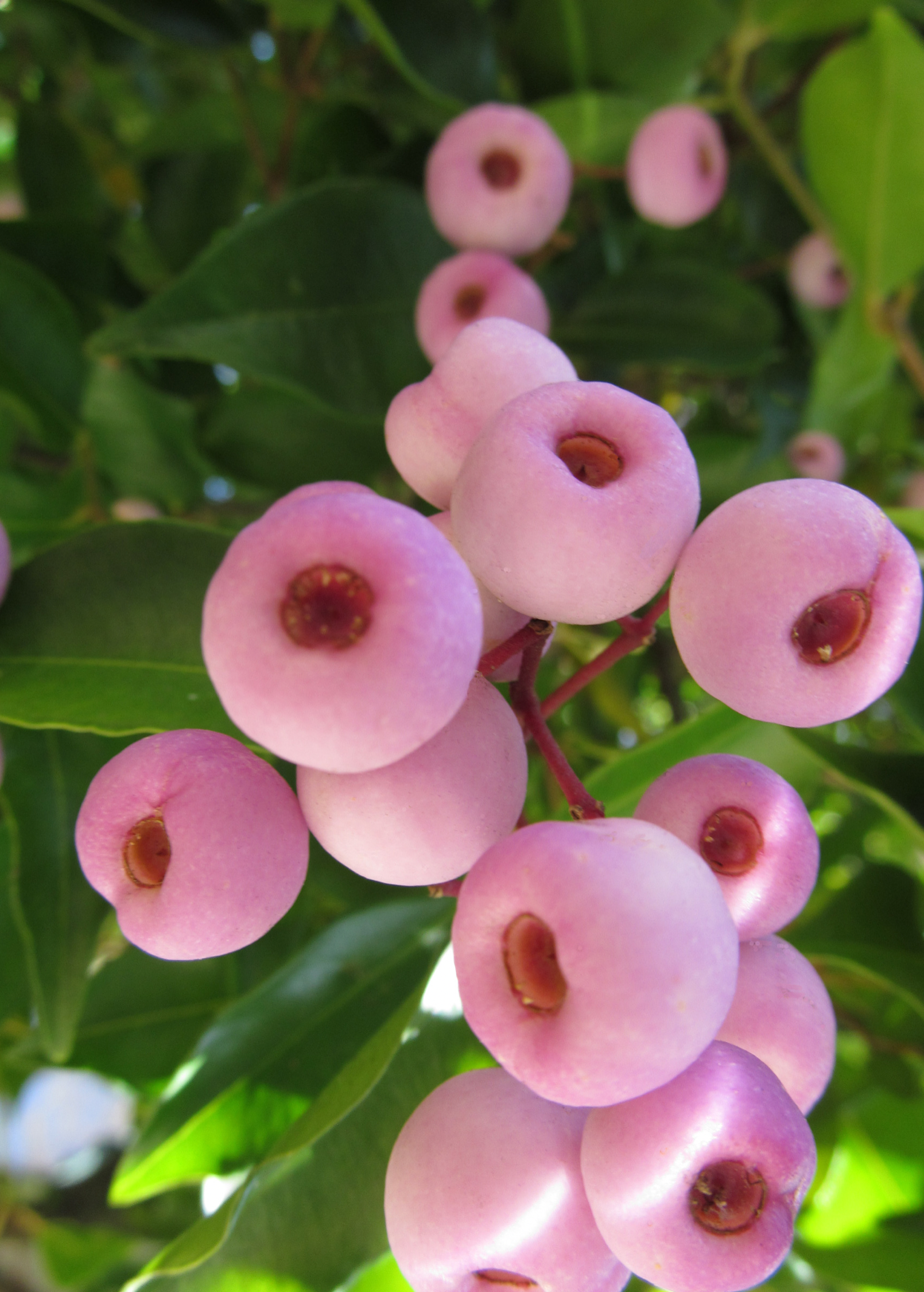 Lilly Pilly Hedge Plant, Syzygium smithii, Evergreen Fruit Tree, Ornamental Shrub, Native Australian, Fast-Growing, Drought Tolerant
