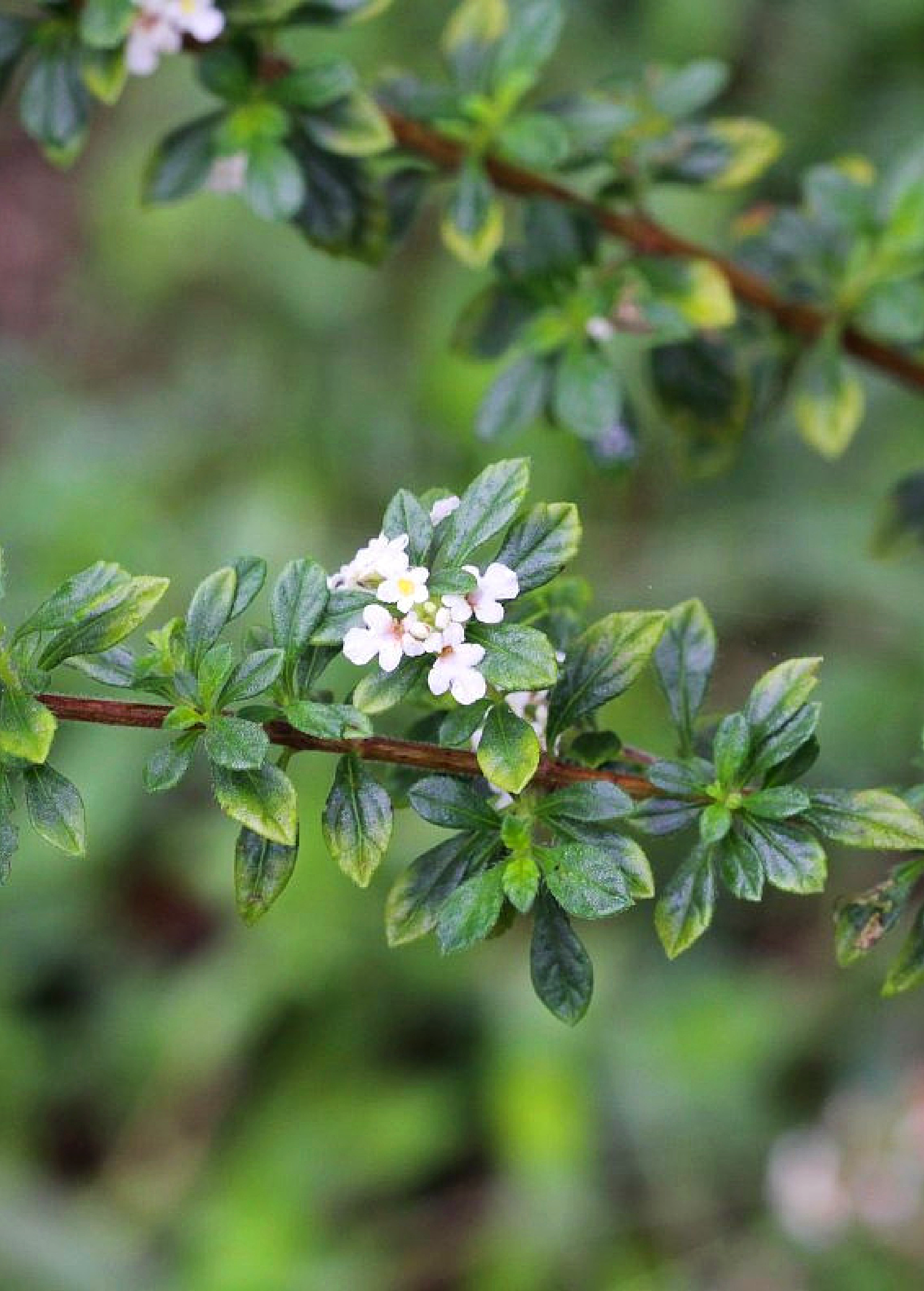 Jamaican Oregano Herb Plant, Lippia micromera, Aromatic Tropical Groundcover for Culinary & Medicinal Use