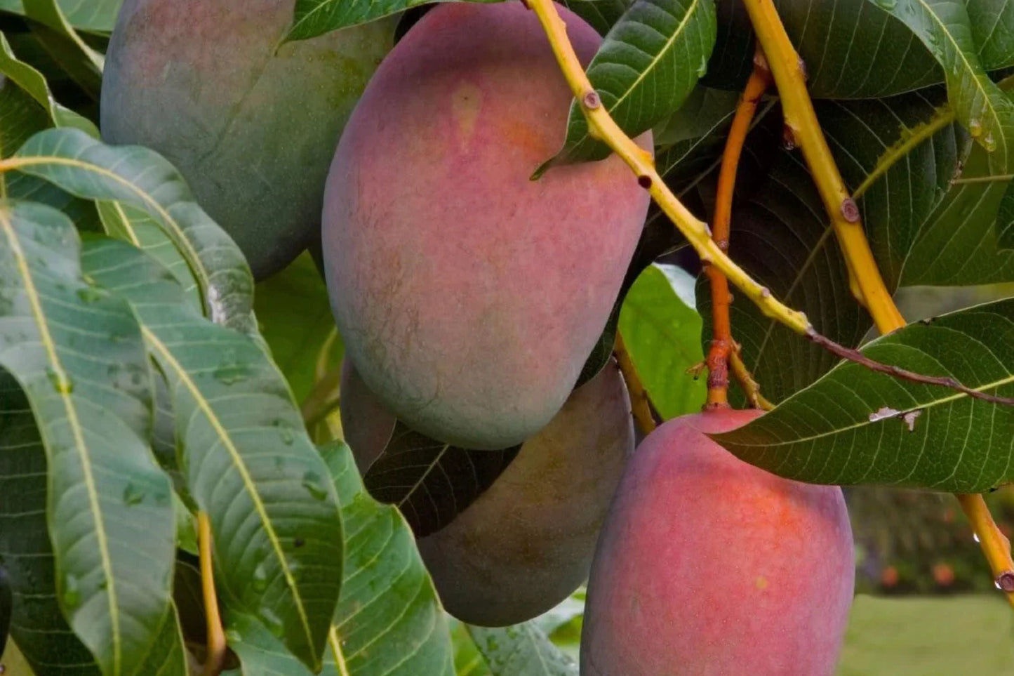 Haden Mango Tree Live Plant - Grafted 1-2 Feet Tall - Mangifera indica - Tropical Fruit Tree in 3-Gallon Pot