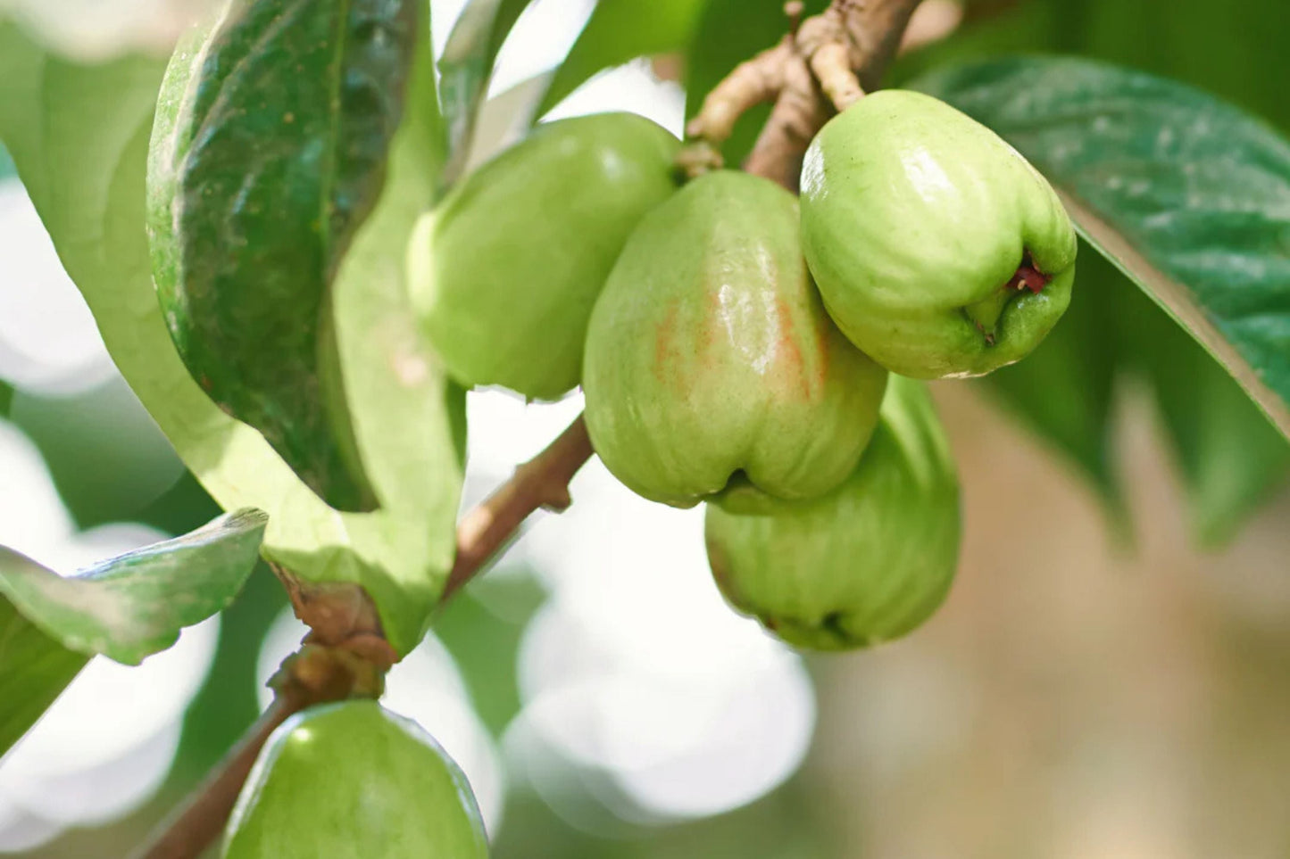 An Thái Wax Apple Plant - 3 Gallon Pot - Syzygium samarangense - Tropical Fruit Tree for Garden or Patio