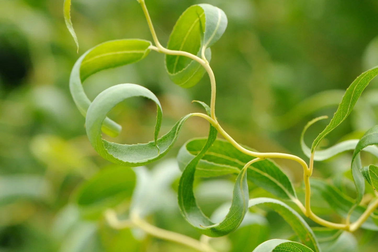 Corkscrew Willow Tree 2-3 Feet Grafted Salix matsudana 'Tortuosa' in Pot for Landscaping & Water Features