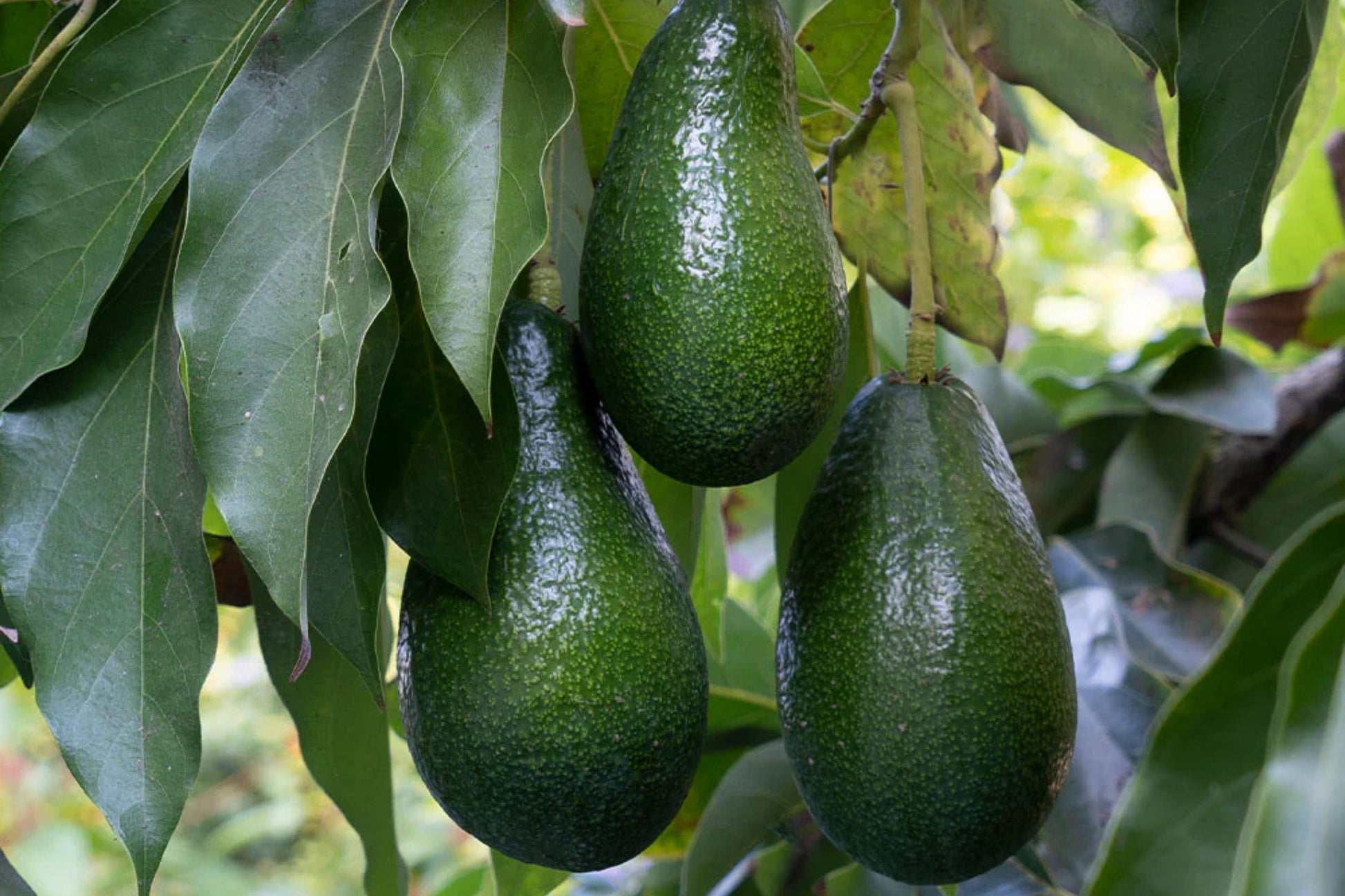 Grafted Doni Avocado Tree - 2 Feet Tall in 6" Pot - Persea americana Florida's Premium Variety