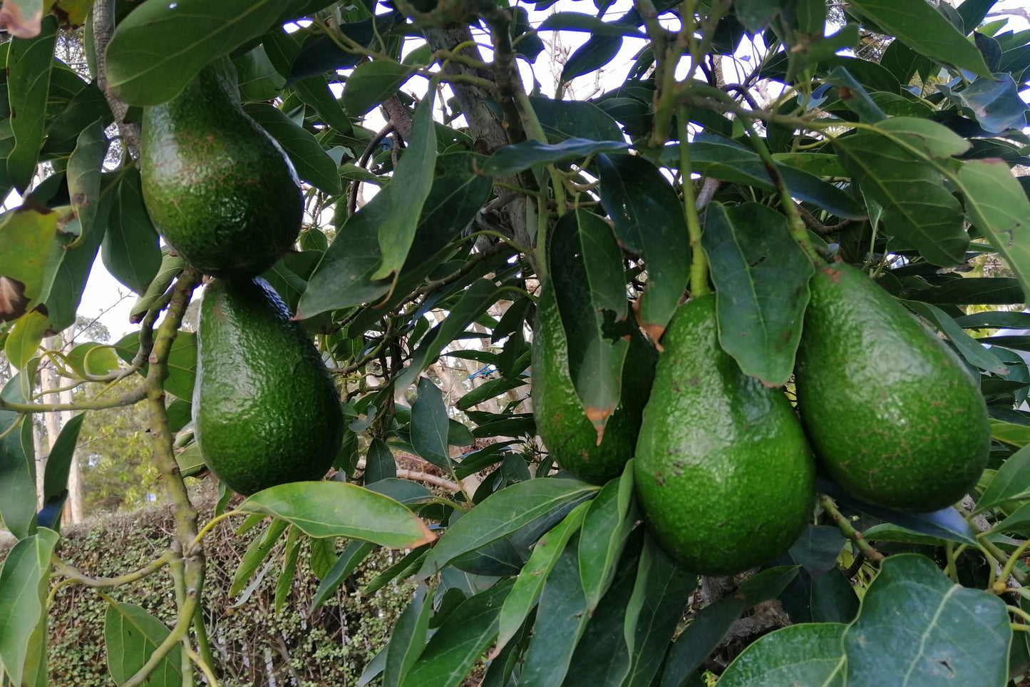 Grafted Gem Avocado Tree in 3-Gallon Pot – Persea americana – 2 to 3 Feet Tall, Compact, Full Sun