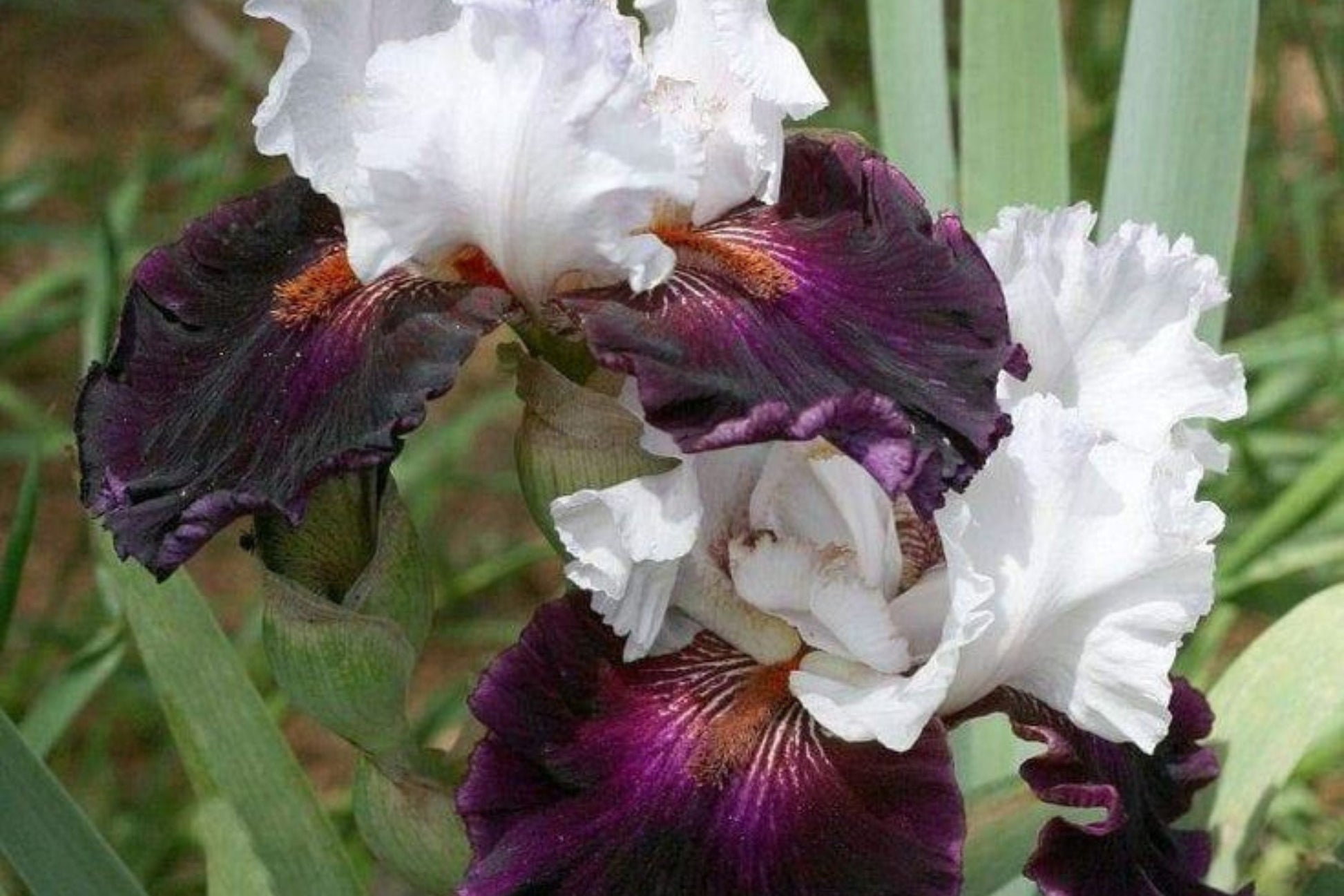 Bearded Iris Mixed Rhizomes - Colorful Perennial Flowers - Iris germanica - 3 Bareroot Plants