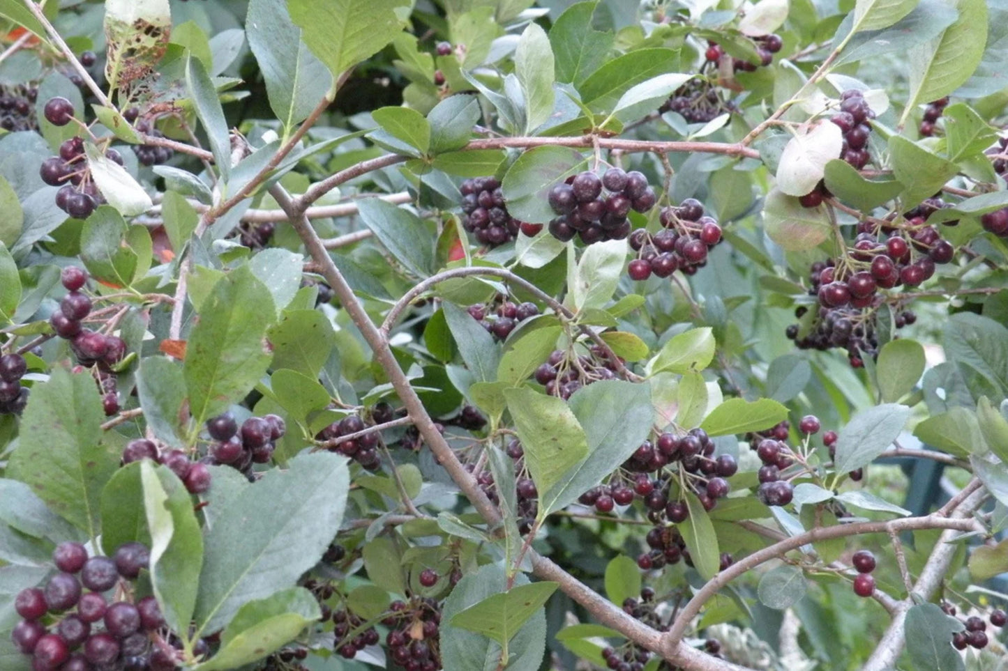 Aronia Melanocarpa Bareroot Seedling – Black Chokeberry Native to Eastern US, 12-18 Inches Tall