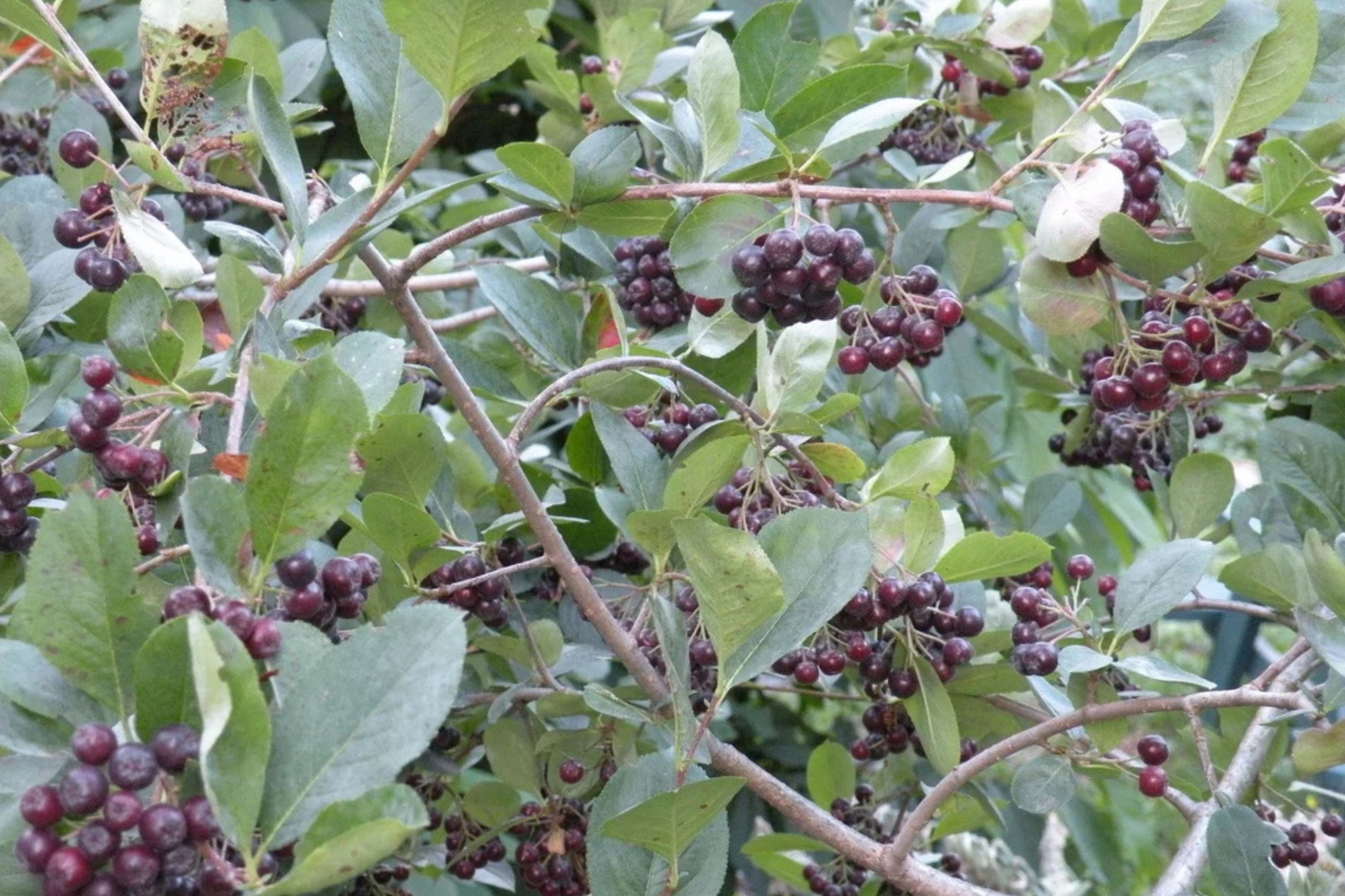 Aronia Melanocarpa Bareroot Seedling – Black Chokeberry Native to Eastern US, 12-18 Inches Tall