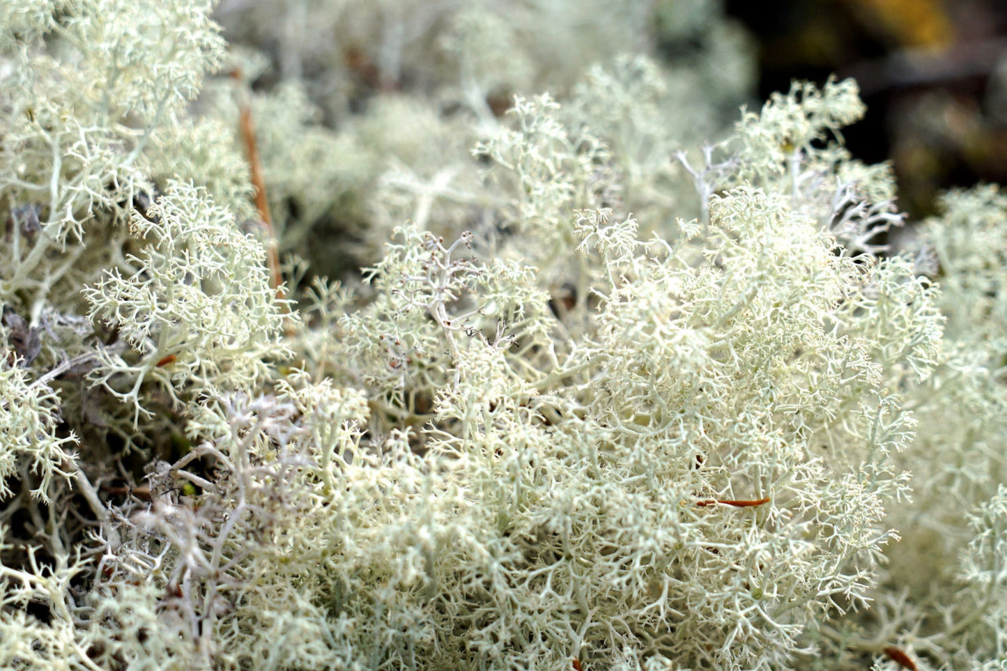 Lichen Bulk Box - Natural Reindeer Moss & Cladonia spp. for Crafts, Decor, Terrariums