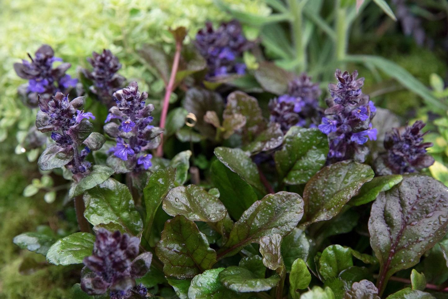 Ajuga Reptans Plantlets - 12 Bare Root Bugleweed Ground Cover Perennials for Shade & Erosion Control