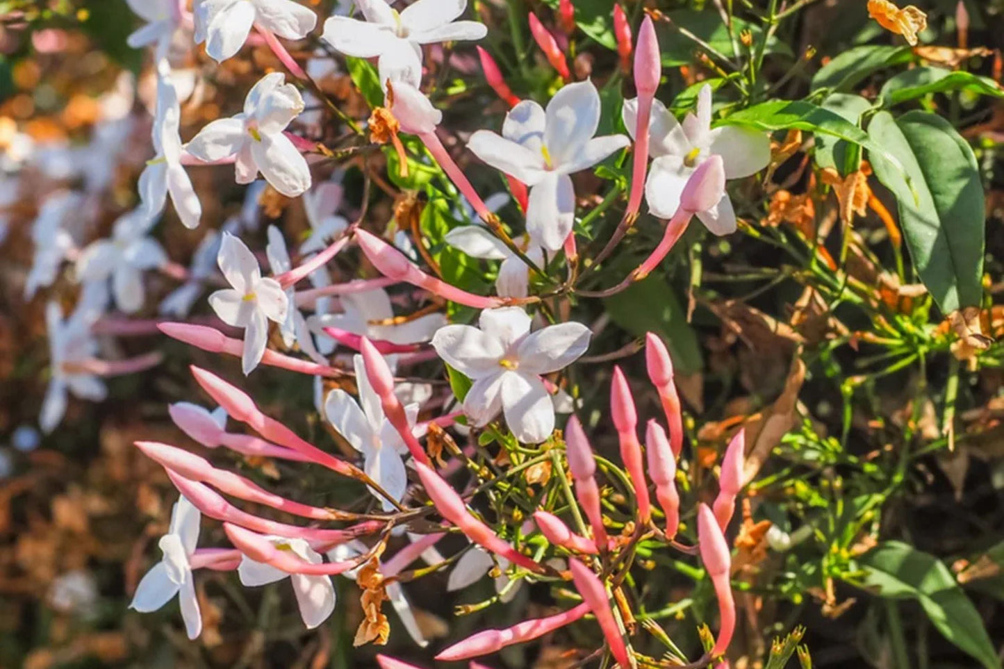 Pink Jasmine Plant - 3 Gal Pot - Jasminum polyanthum - Fragrant Evergreen Vine for Garden & Container