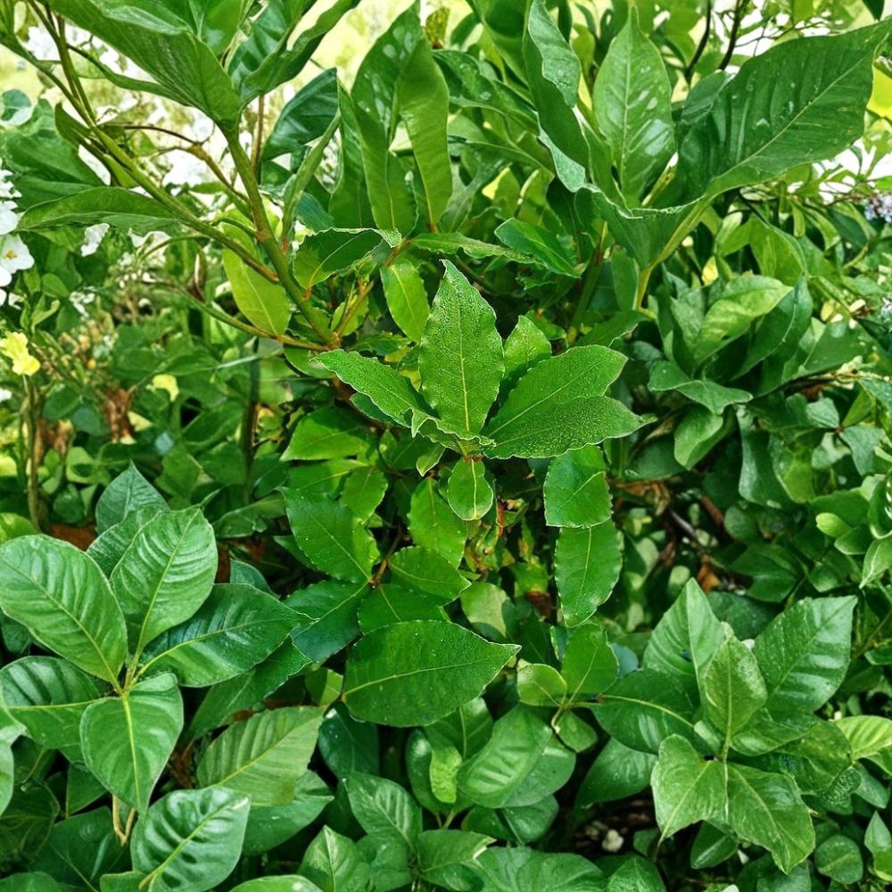 Bay Leaf Tree Cutting | 5-6 Inch Live Plant | Sweet Bay Laurel | Laurus nobilis | Indoor Outdoor Culinary Herb