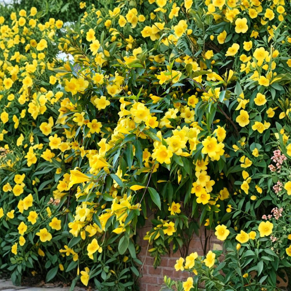 Carolina Jasmine Live Plant – Gelsemium sempervirens | 4–6 Inch Starter Vine | Fragrant Yellow Flower | Outdoor Climbing Vine