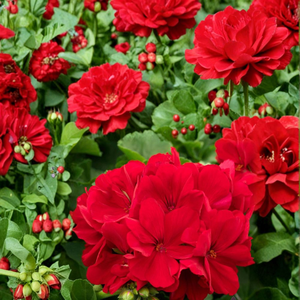 Calliope Dark Red Geranium Seeds – Pelargonium Hybrid with Deep Red Blooms | 25+ Seeds