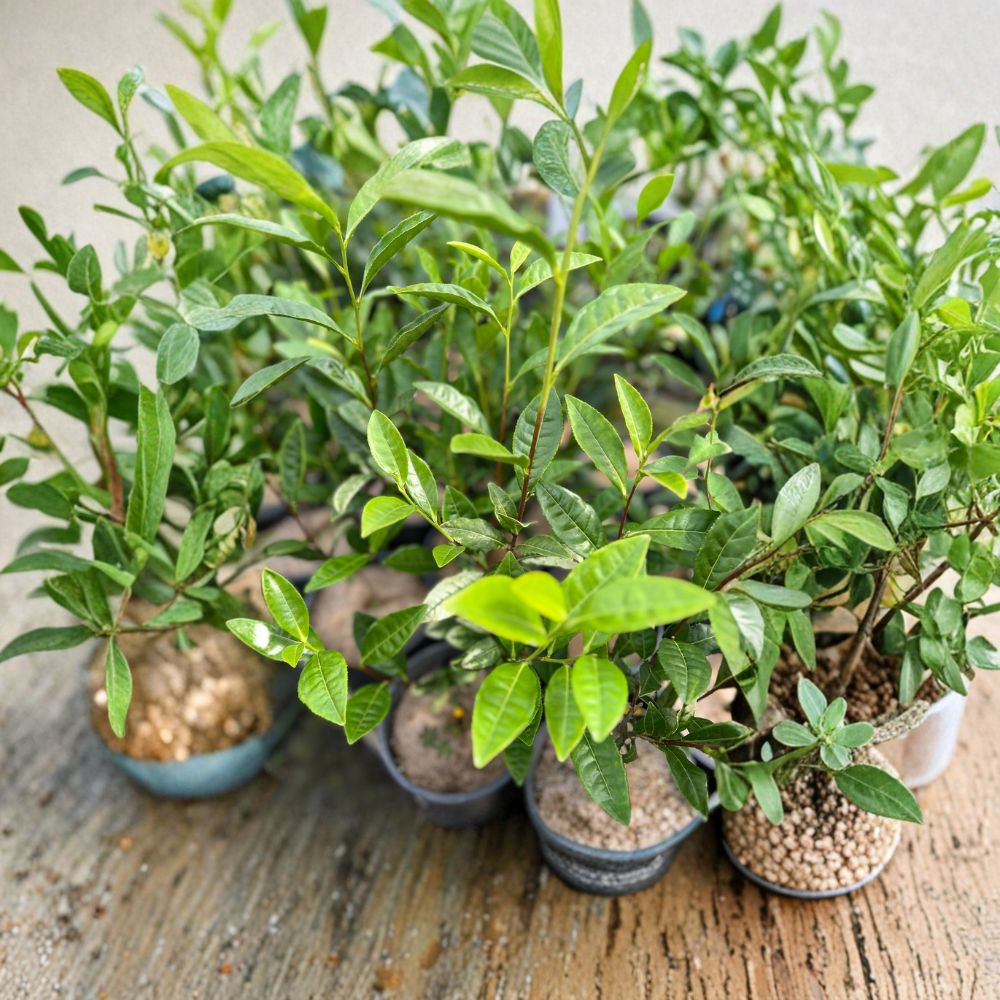 Camellia sinensis Anji White Tea Plant – Live Premium Chinese Green Tea Variety