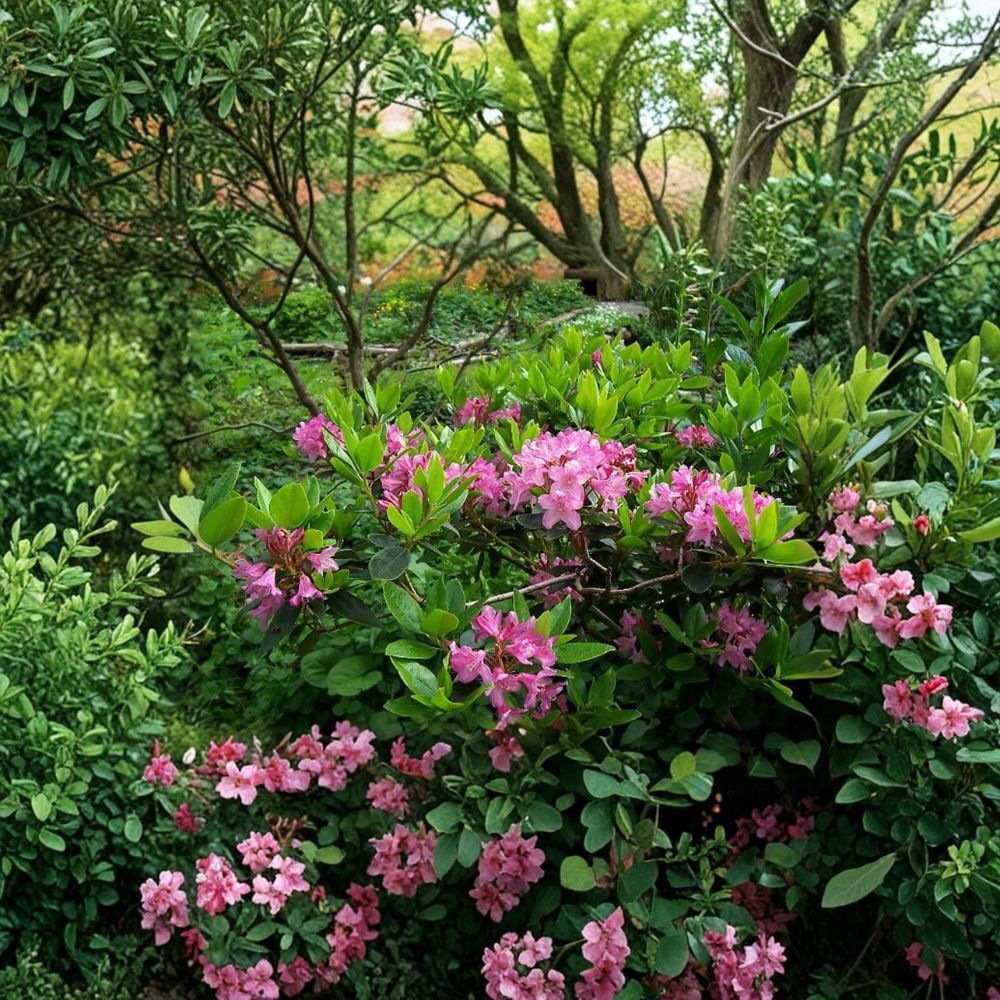 Rhododendron myrtifolium – Dwarf Evergreen Rhododendron with Lilac Lavender Blooms in #2 Container