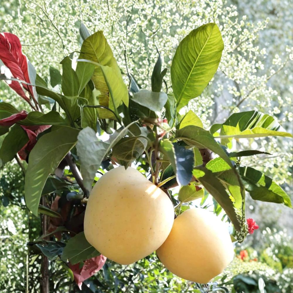 Golden Delicious Apple Tree – Malus domestica Live Bare Root Tree | 32 Inches Tall